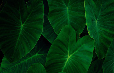 Full frame shot of leaves