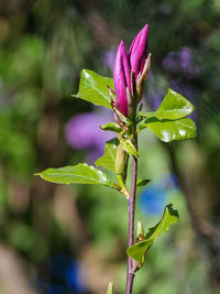 Close-up of purple flowering plant