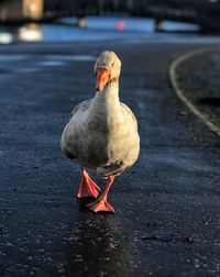 Close-up of bird perching on a footpath