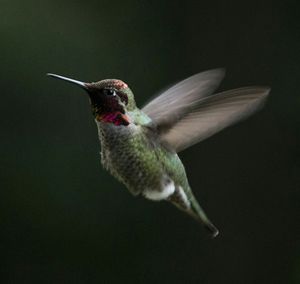 Birds in flight