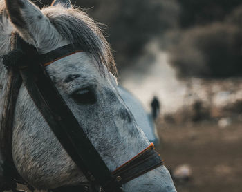 Close-up of a horse