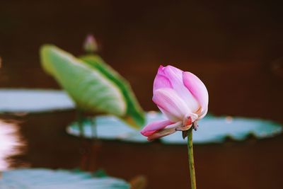 Close-up of pink lotus water lily