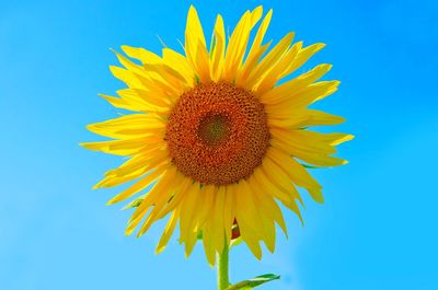 Close-up of sunflower against blue sky