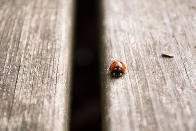 Close-up of ladybug on wood