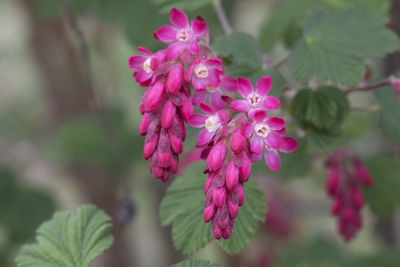 Close-up of pink flowers blooming outdoors