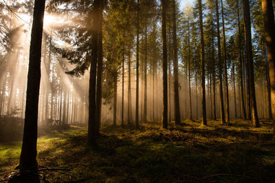 Pine trees in forest against sky