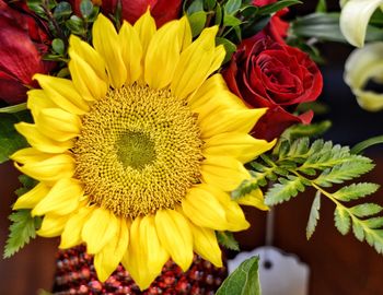 Close-up of sunflower blooming outdoors