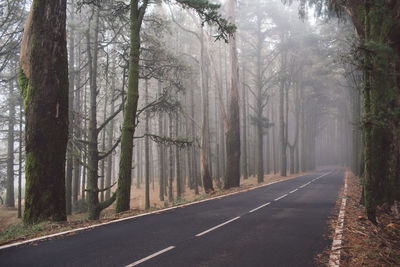 Road amidst trees in forest