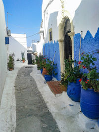 Potted plants on alley amidst buildings in city