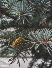 Close-up of pine tree