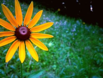 Close-up of yellow flower