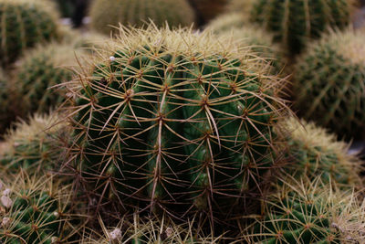 Desert plant golden barrel cactus echinocactus grusonii with long thorns