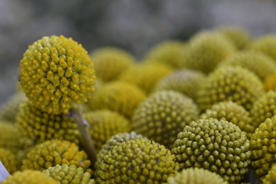 Close-up of yellow flowers