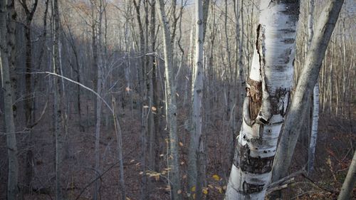 Panoramic shot of bare trees in forest