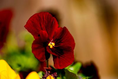 Close-up of red flower