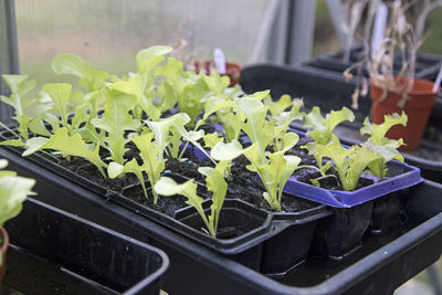 Close-up of chopped vegetables in container