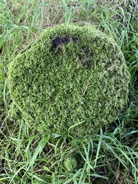 High angle view of green field