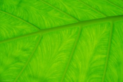 Full frame shot of green leaves