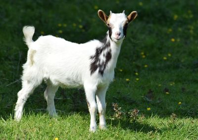 Portrait of white goatl standing on field