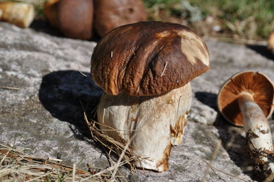 Close-up of mushrooms