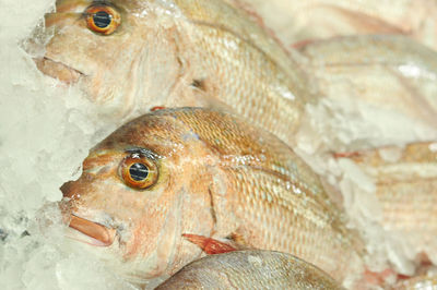 Close-up of fishes for sale in market