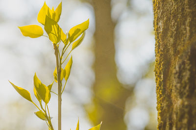 Close-up of yellow flowering plant