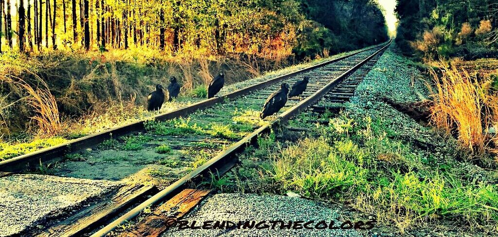 railroad track, rail transportation, transportation, the way forward, tree, diminishing perspective, vanishing point, forest, tranquility, growth, nature, railway track, public transportation, connection, straight, tranquil scene, day, landscape, plant, outdoors