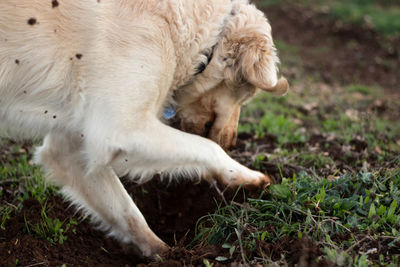 Close-up of a dog