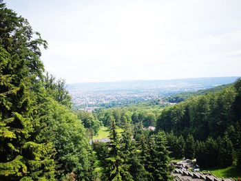 Scenic view of forest against sky