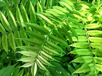 Full frame shot of green leaves
