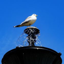 Low angle view of bird perched on fountain
