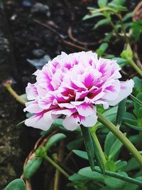 Close-up of pink rose flower
