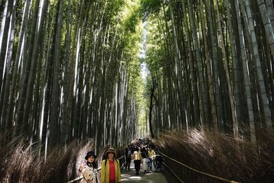 View of bamboo trees in forest