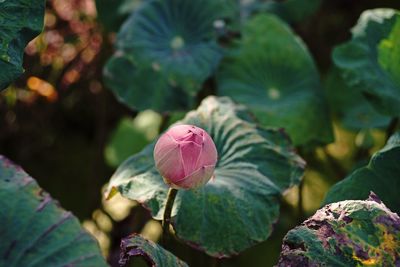 Lotus, beautiful flowering plant related to religion and national flower of many contry