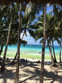 Palm trees on beach