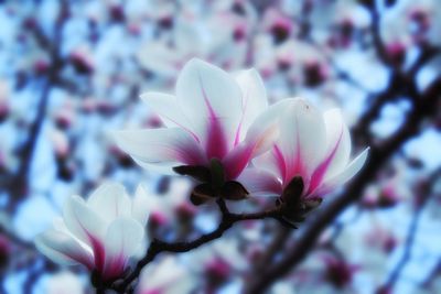 Close-up of flowers blooming outdoors