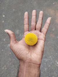 Close-up of hand holding yellow flower