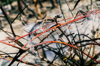 Close-up of tree branch during winter