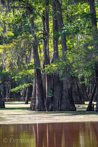 Trees by lake in forest