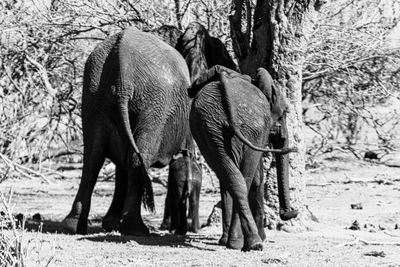 Elephant family frame - hwange national park zimbabwe