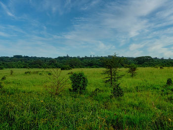 Scenic view of field against sky