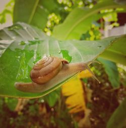 Close-up of snail on leaves