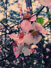 Close-up of fresh pink flowers blooming on tree