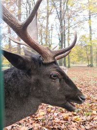 Close-up of deer on field during autumn