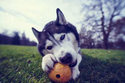 Portrait of dog on field against sky