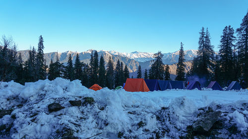 Tent in a himalayan camp covered with snow with tall cedar trees on the background