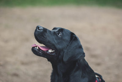 Close-up of black dog on field