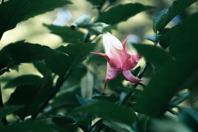 plant