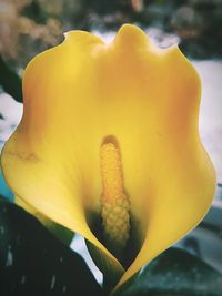 Close-up of yellow flower