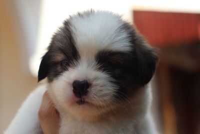 Close-up portrait of puppy